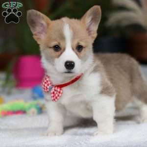 Jerry, Pembroke Welsh Corgi Puppy